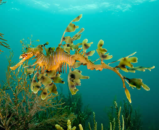 sea creatures leafy sea dragon sea dragons