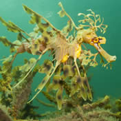 sea creatures leafy sea dragon sea dragons