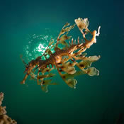 sea creatures leafy sea dragon sea dragons