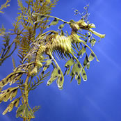 sea creatures leafy sea dragon sea dragons