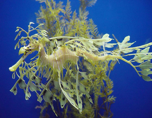 sea creatures leafy sea dragon sea dragons