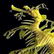 sea creatures leafy sea dragon sea dragons
