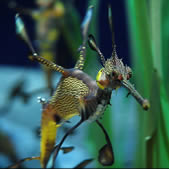 sea creatures weedy sea dragon sea dragons