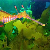 sea creatures weedy sea dragon sea dragons