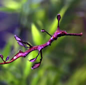 sea creatures weedy sea dragon sea dragons