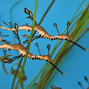 sea creatures weedy sea dragon sea dragons