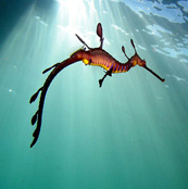 sea creatures weedy sea dragon sea dragons